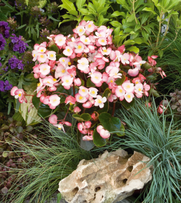 
                        Begonia
             
                        semperflorens F₁
             
                        Super Olympia®
             
                        Bicolor
            