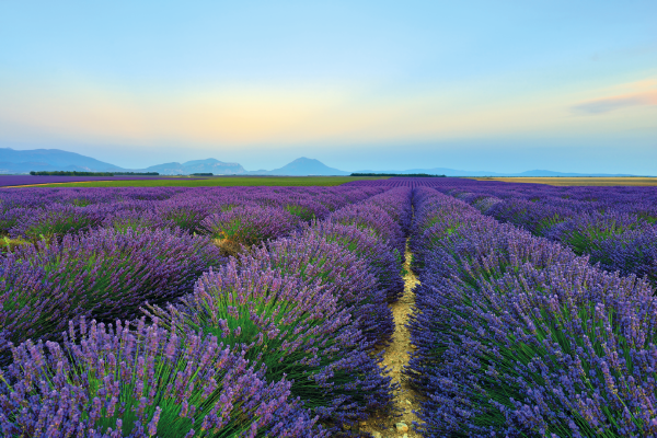 LAVANDA ANGUSTIFOLIA - HIDCOTE - Pianta in vaso - Ingegnoli