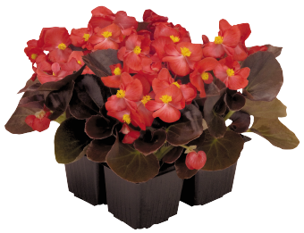 
                        Begonia
             
                        semperflorens F₁
             
                        Nightlife
             
                        Red
            