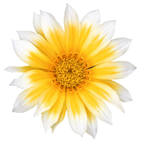 Gazania rigens F₁ Zany Sunny-Side Up