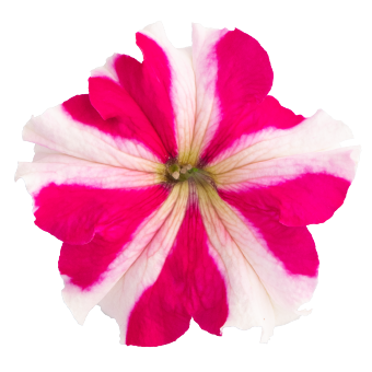 
                        Petunia
             
                        x hybrida F₁
             
                        SUCCESS!® 360°
             
                        Rose Star
            