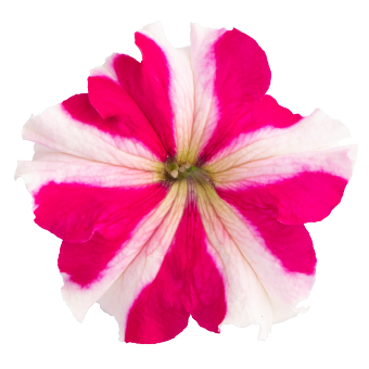 Petunia
             
                        x hybrida F₁
             
                        SUCCESS!® 360°
             
                        Rose Star
