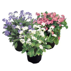 Myosotis sylvatica Sylva Mix