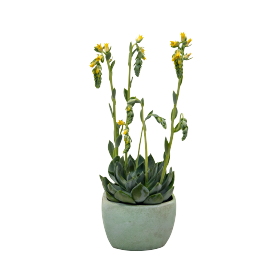 【✦echeveria✦再販受注生産✦size1✦Olive✦leather✦】 ✦echeveria✦再販受注生産✦size1✦Olive✦leather✦】 Amazon.com