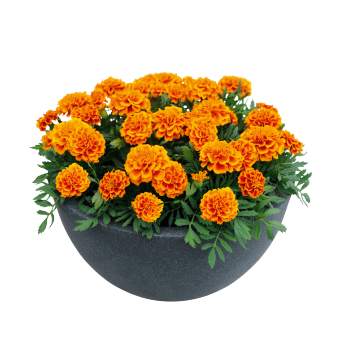 
                        Tagetes
             
                        patula
             
                        Super Hero™
             
                        Orange Flame
            