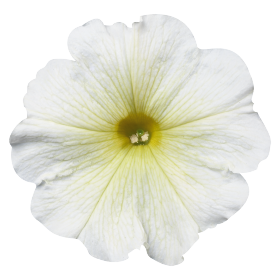   Celebrity Yellow