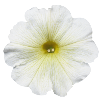 
                        Petunia
             
                        x hybrida multiflora F₁
             
                        Celebrity
             
                        Yellow
            
