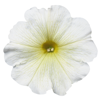 
                        Petunia
             
                        x hybrida F₁
             
                        Celebrity
             
                        Yellow
            