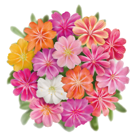 Lewisia cotyledon Elise Mix