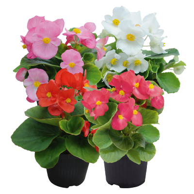 
                        Begonia
             
                        semperflorens F₁
             
                        Super Cool
             
                        Mix (excl. Blush)
            