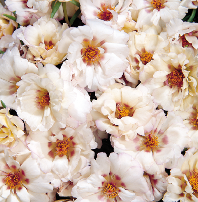 Portulaca
grandiflora F₁
Sundial
Cream