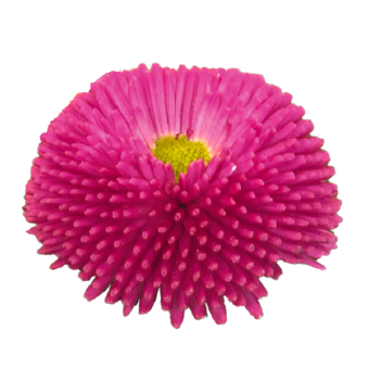 
                        Bellis
             
                        perennis
             
                        BellaDaisy
             
                        Rose
            