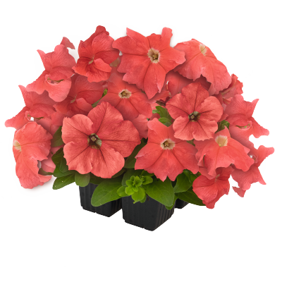 
                        Petunia
             
                        x hybrida F₁
             
                        SUCCESS! HD
             
                        Salmon
            