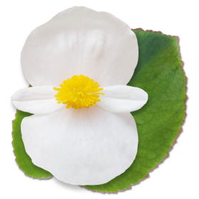 Begonia x benariensis F₁ BIG White Green Leaf