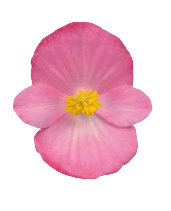 
                        Begonia
             
                        semperflorens F₁
             
                        Sprint Plus
             
                        Rose
            