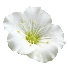 Arenaria montana Snowbank 