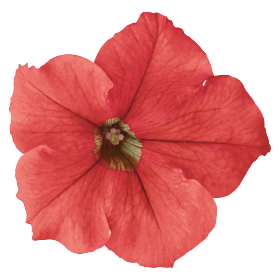   SUCCESS! HD Salmon
