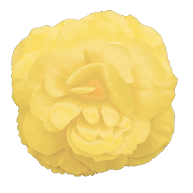   Nonstop® Lemon