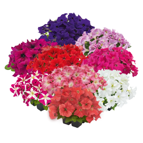 Petunia x hybrida F₁ SUCCESS!® HD 