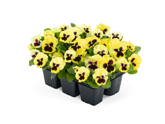 Viola wittrockiana F₁ Inspire® Plus Lemon Blotch | Benary