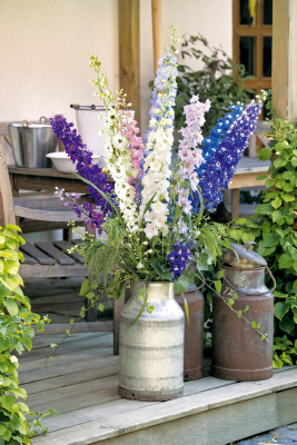 
                        Delphinium
             
                        hybrida
             
                        Benary's Pacific
             
                        Mix
            