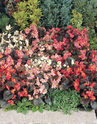 
                        Begonia
             
                        semperflorens F₁
             
                        Cocktail®
             
                        Mix
            