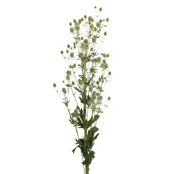 Eryngium
             
                        planum
             
                        Glitter
             
                        White