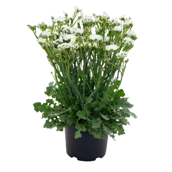 
                        Limonium
             
                        sinuatum
             
                        Hipster™
             
                        White
            