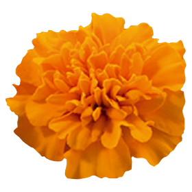 Tagetes patula Little Hero Orange