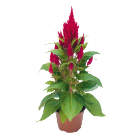 Celosia plumosa Fresh Look Red