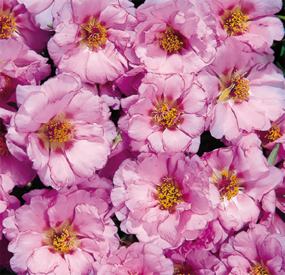 
                        Portulaca
             
                        grandiflora F₁
             
                        Sundial
             
                        Pink
            