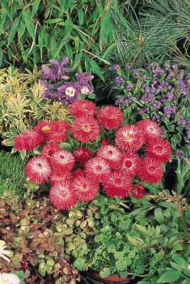 
                        Bellis
             
                        perennis
             
                        Habanera®
             
                        Red
            