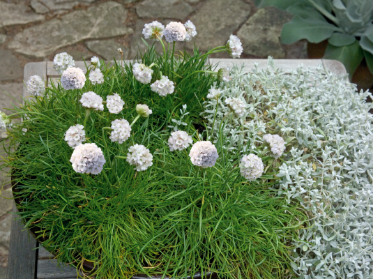 
                        Armeria
             
                        maritima
             
                        Morning Star
             
                        White
            