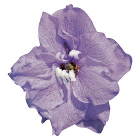 Benary's Pacific Cameliard