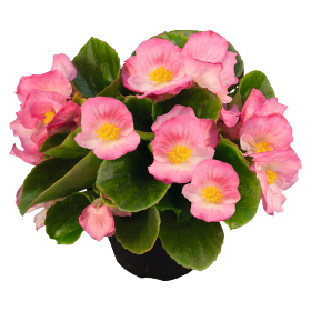 Sprint Plus Pink