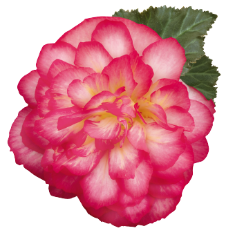 
                        Begonia
             
                        tuberhybrida F₁
             
                        Nonstop Joy®
             
                        Rose Picotee
            