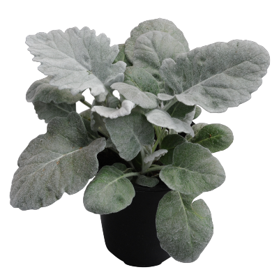 
                        Senecio
             
                        cineraria
             
                        New Look®
            