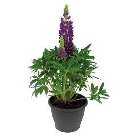 Lupini Blue Shades