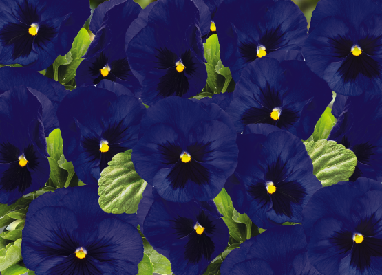 
                        Viola
             
                        wittrockiana F₁
             
                        Inspire® DeluXXe
             
                        Deep Blue Blotch
            