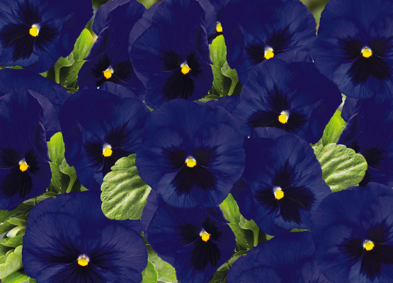 
                        Viola
             
                        wittrockiana F₁
             
                        Inspire® DeluXXe®
             
                        Deep Blue Blotch
            