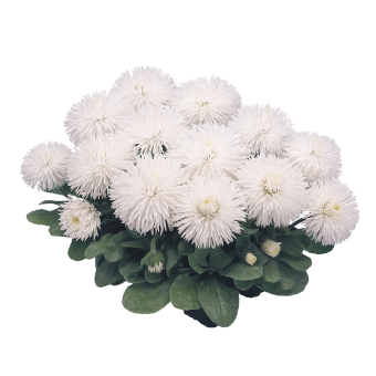 
                        Bellis
             
                        perennis
             
                        Habanera®
             
                        White
            