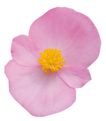 
                        Begonia
             
                        semperflorens F₁
             
                        Super Olympia®
             
                        Pink
            