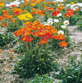 Papaver nudicaule Garden Gnome 