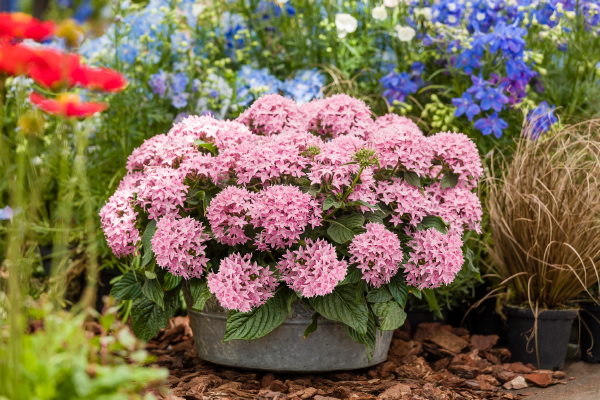 Pentas
lanceolata F₁
Graffiti® OG
Lavender