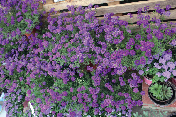 
                        Verbena
             
                        speciosa
             
                        Imagination®
            