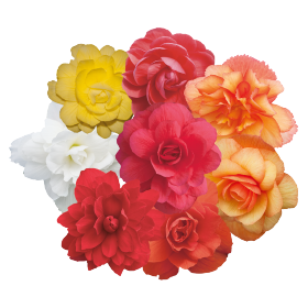 Begonia tuberhybrida F₁ Illumination® 