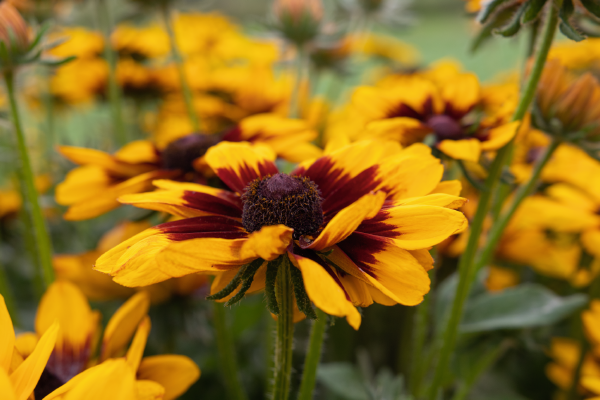 
                        Rudbeckia
             
                        hirta
             
                        Pawnee Spirit
            