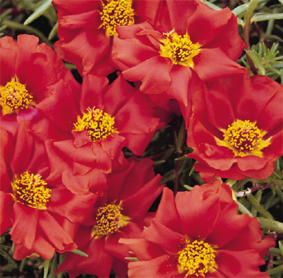 
                        Portulaca
             
                        grandiflora F₁
             
                        Sundial
             
                        Scarlet
            