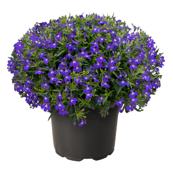 
                        Lobelia
             
                        erinus F₁
             
                        Masterpiece
             
                        Blue with Eye
            