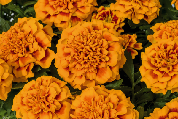 
                        Tagetes
             
                        patula
             
                        Super Hero™
             
                        Orange Bee
            